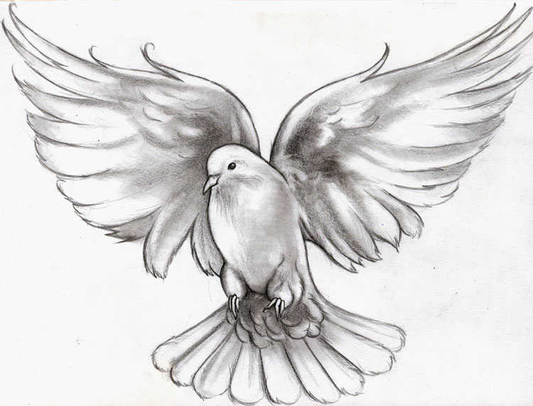 Dove Drawing, Pencil, Sketch, Colorful, Realistic Art Images | Drawing