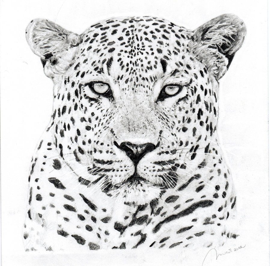 Leopard Sketch | Drawing Skill