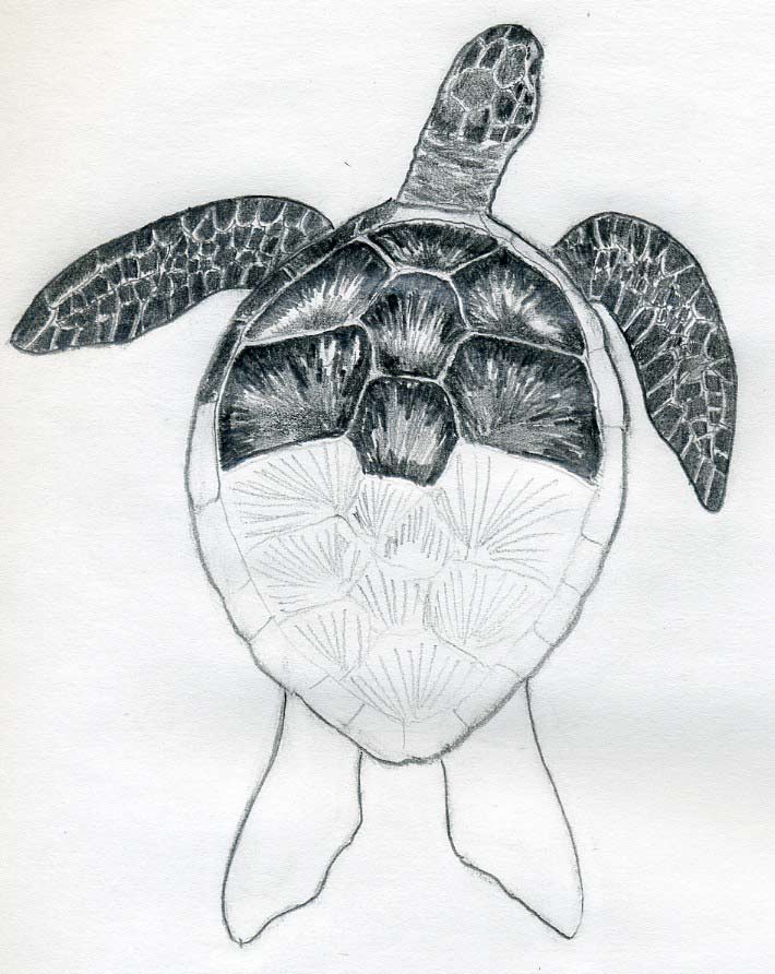 Turtle Drawing, Pencil, Sketch, Colorful, Realistic Art