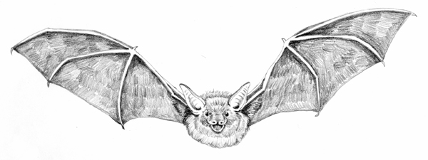 Bat Drawing | Drawing Skill