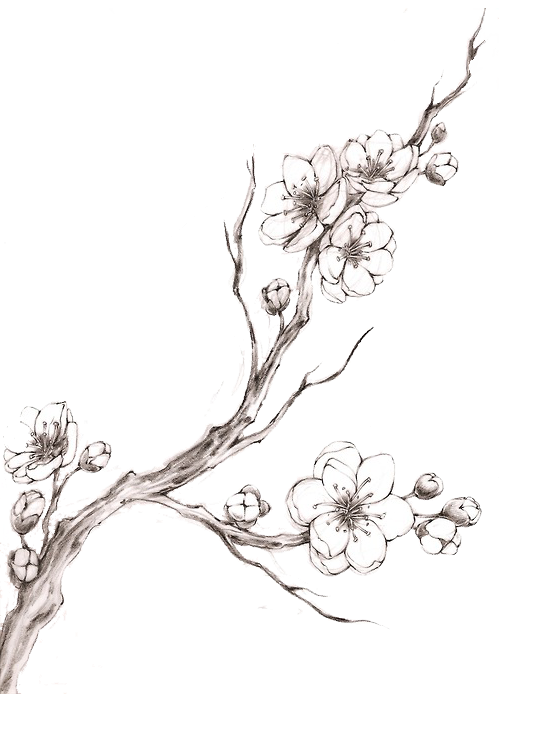 Pencil Easy Cherry Blossom Drawing Drawing Art Ideas
