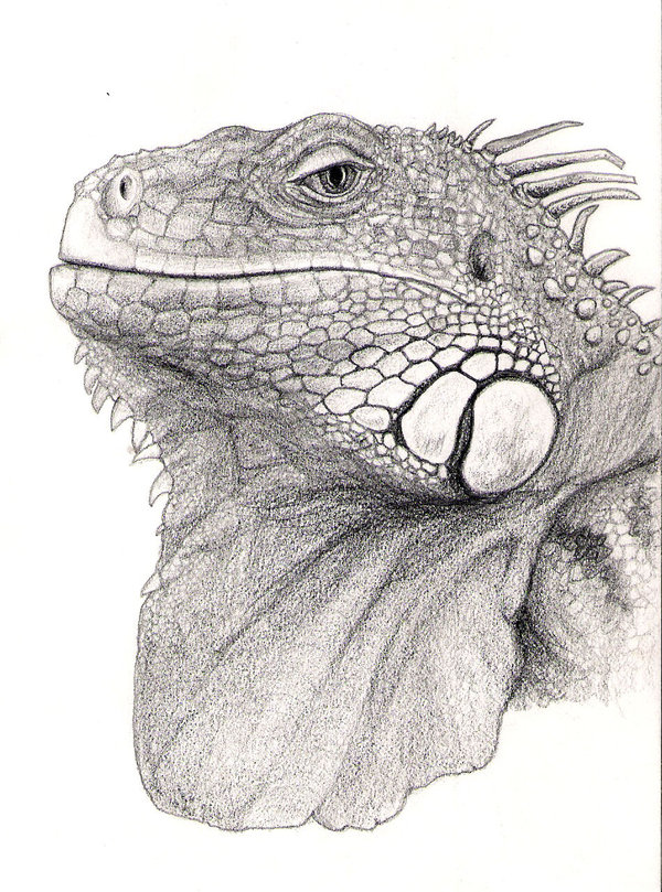 Iguana Drawing, Pencil, Sketch, Colorful, Realistic Art ...
