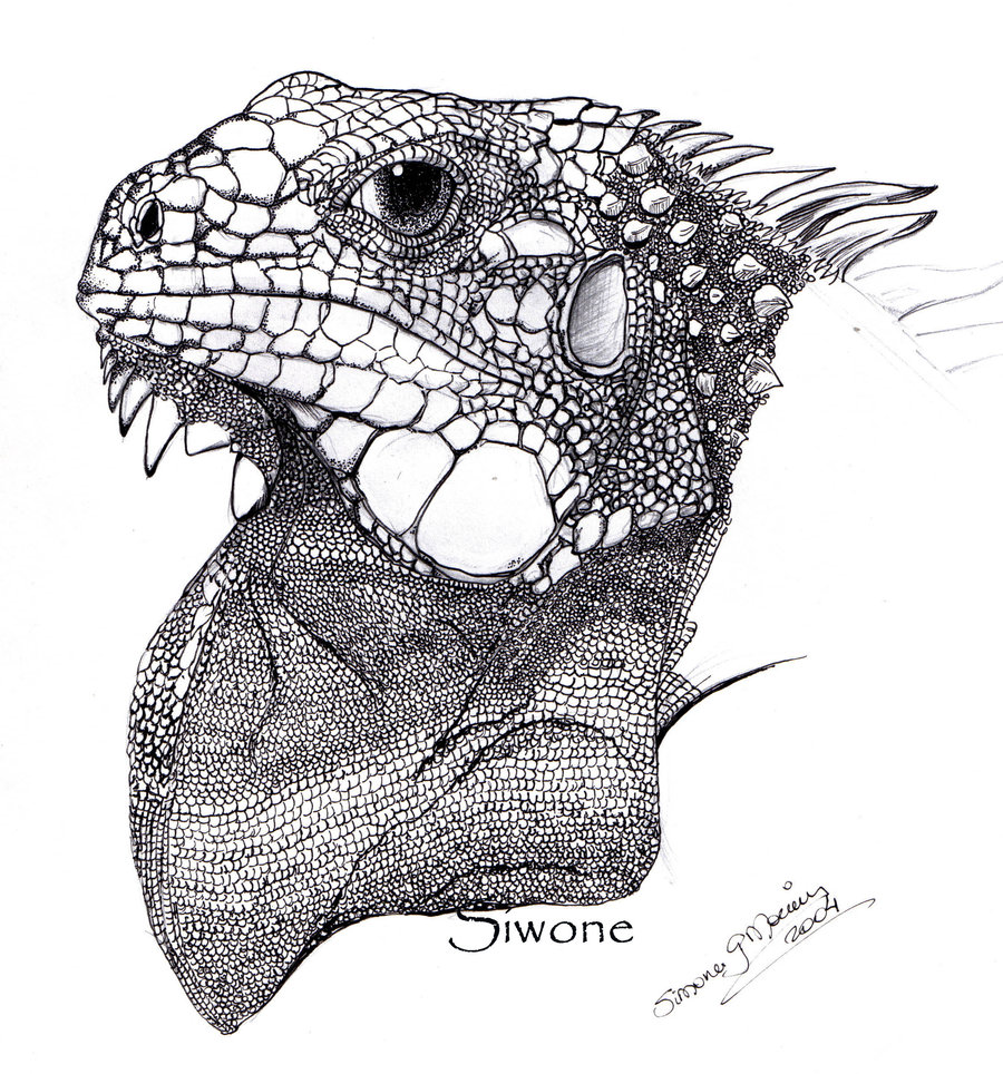 Iguana Drawing, Pencil, Sketch, Colorful, Realistic Art ...