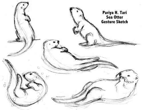 Otter Swimming Drawing Photo | Drawing Skill