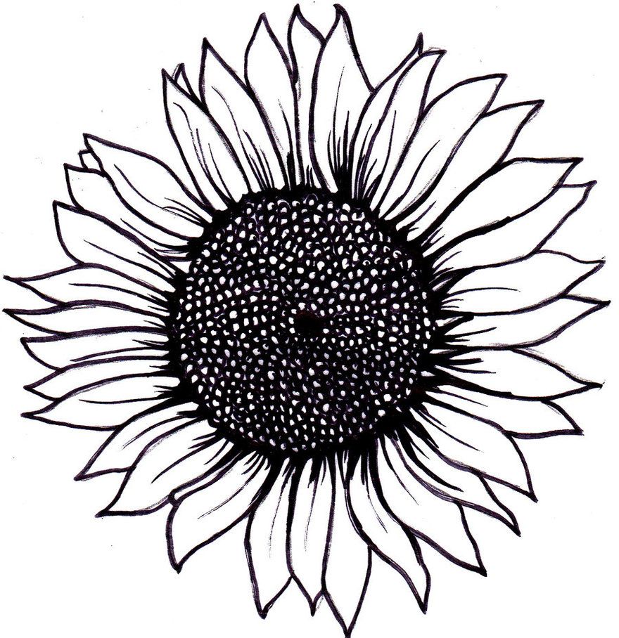 Sunflower Drawing Pencil Sketch Colorful Realistic Art Images Drawing Skill