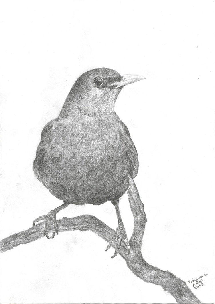 Featured image of post How To Draw A Blackbird Easy How to draw a sloth in one easy step