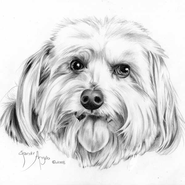Dog Drawing, Pencil, Sketch, Colorful, Realistic Art ...