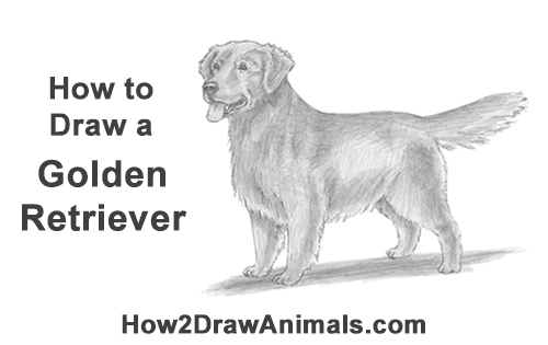 Golden Retriever Drawing Realistic | Drawing Skill