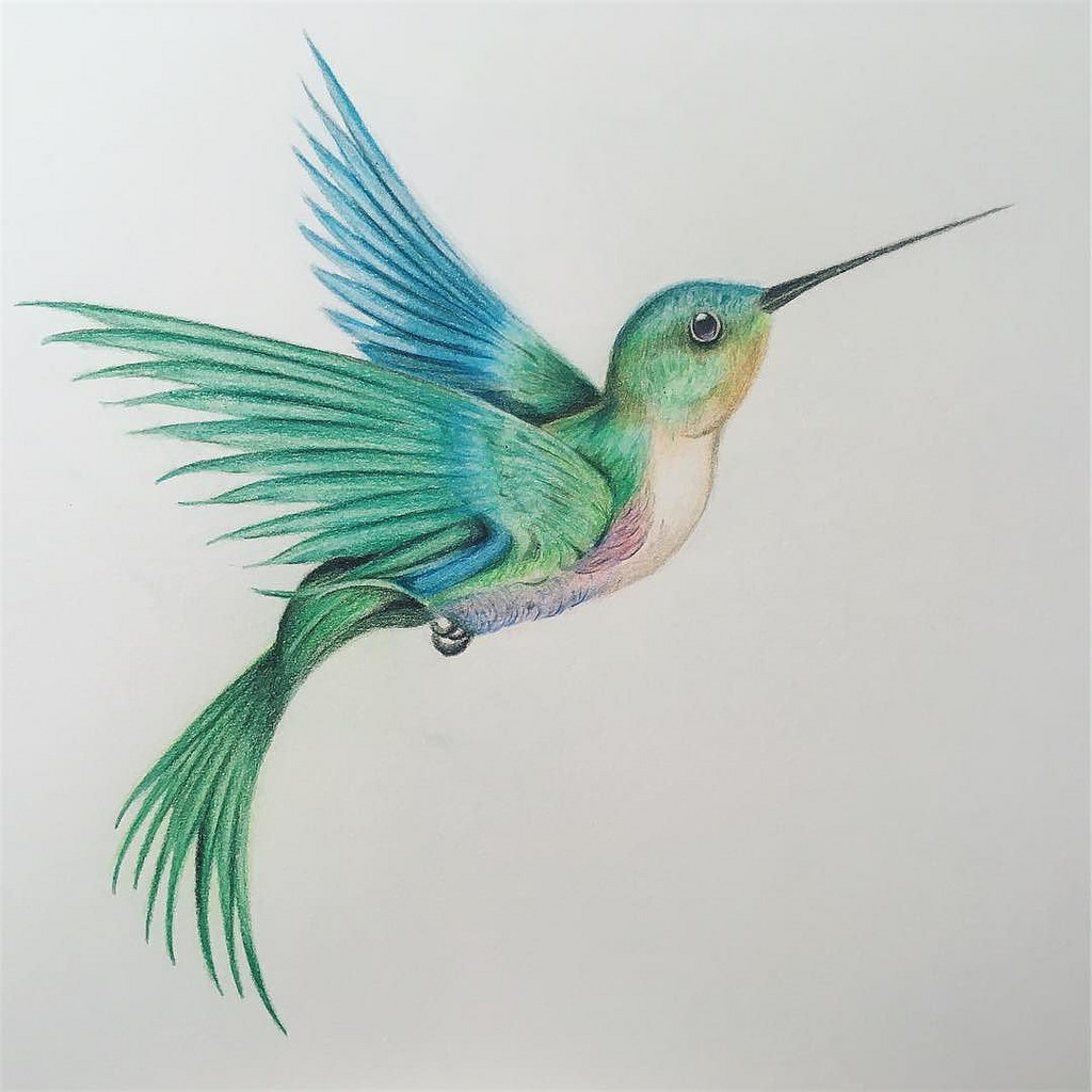 Hummingbird Drawing, Pencil, Sketch, Colorful, Realistic