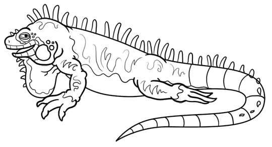 iguana drawing