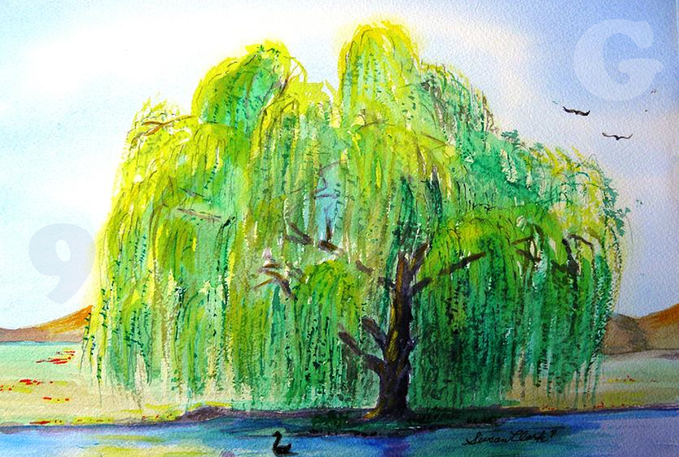 Weeping Willow Tree Drawing, Pencil, Sketch, Colorful, Realistic Art
