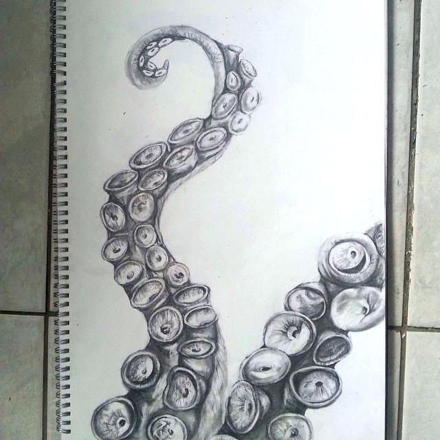 Featured image of post Octopus Tentacle Drawing A tentacle is an elongated flexible organ present in animals especially invertebrates such as octopuses