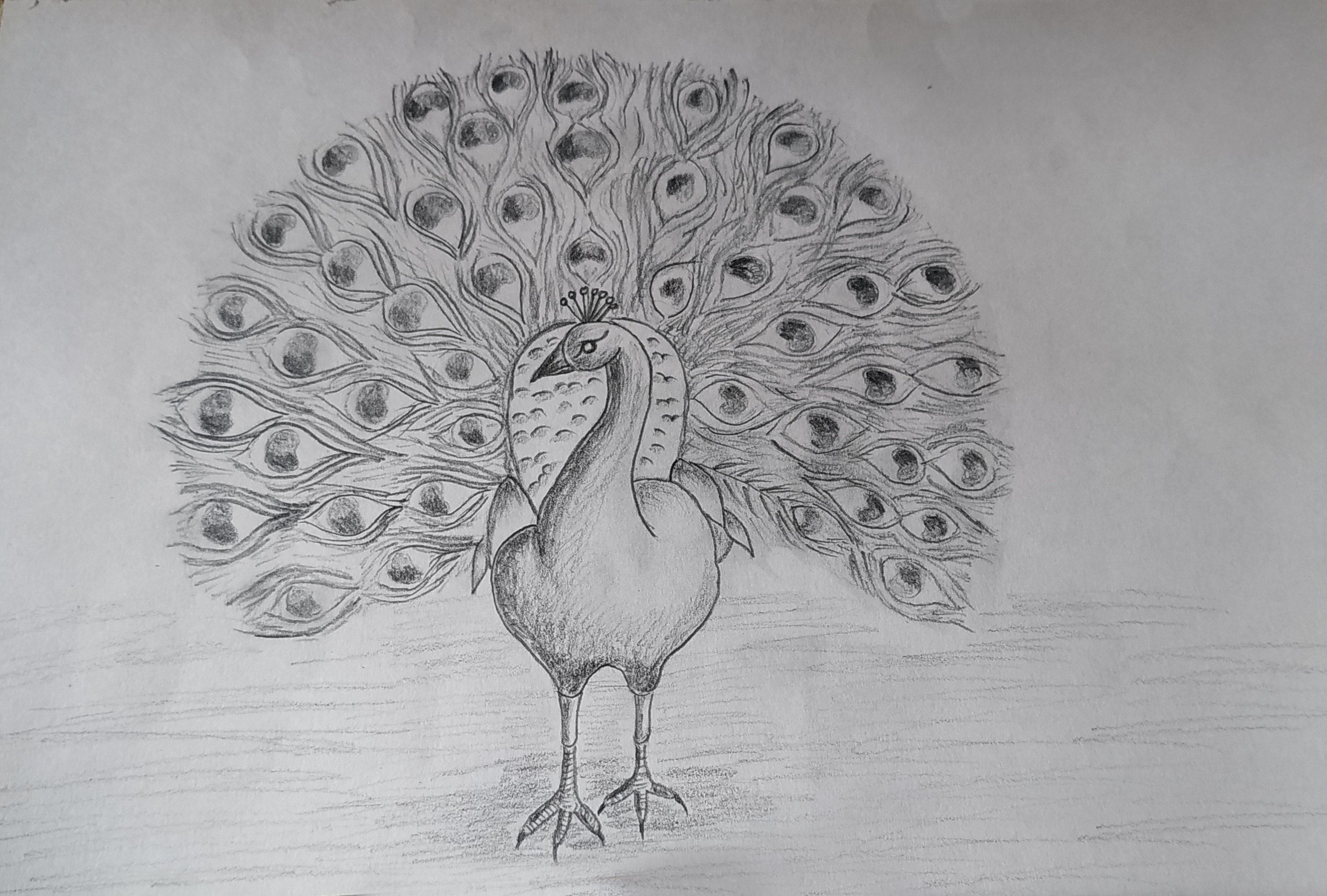 Simple Pencil Peacock Drawing / How To Draw A Peacock Easy Way Step By