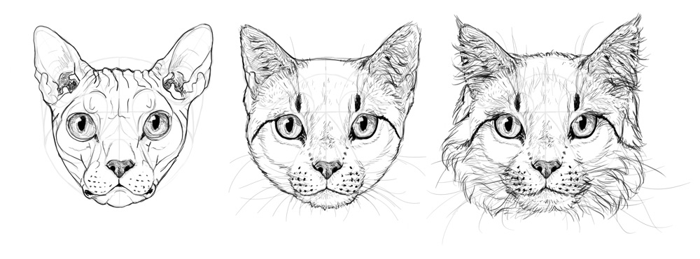 Cat Head Drawing Beautiful Image | Drawing Skill