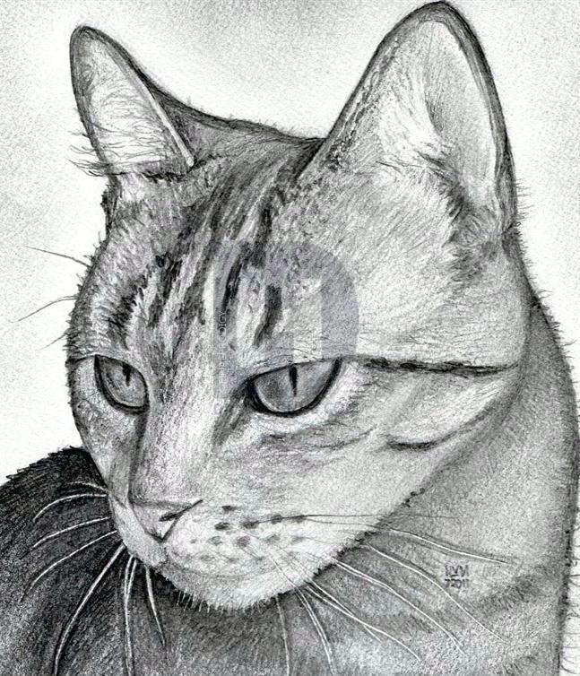 Cat Head Drawing Best | Drawing Skill