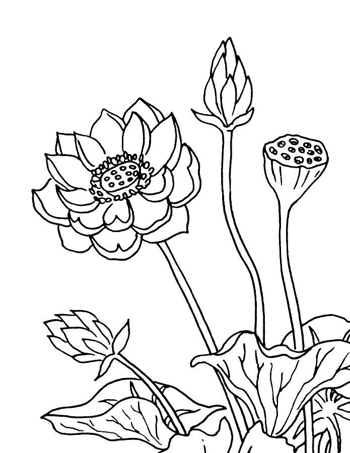 Реалистичный рисунок цветка лотоса