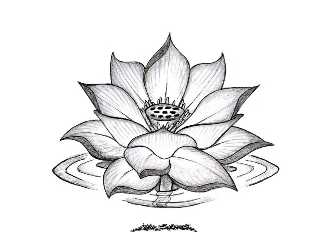 Рисунок цветка лотоса