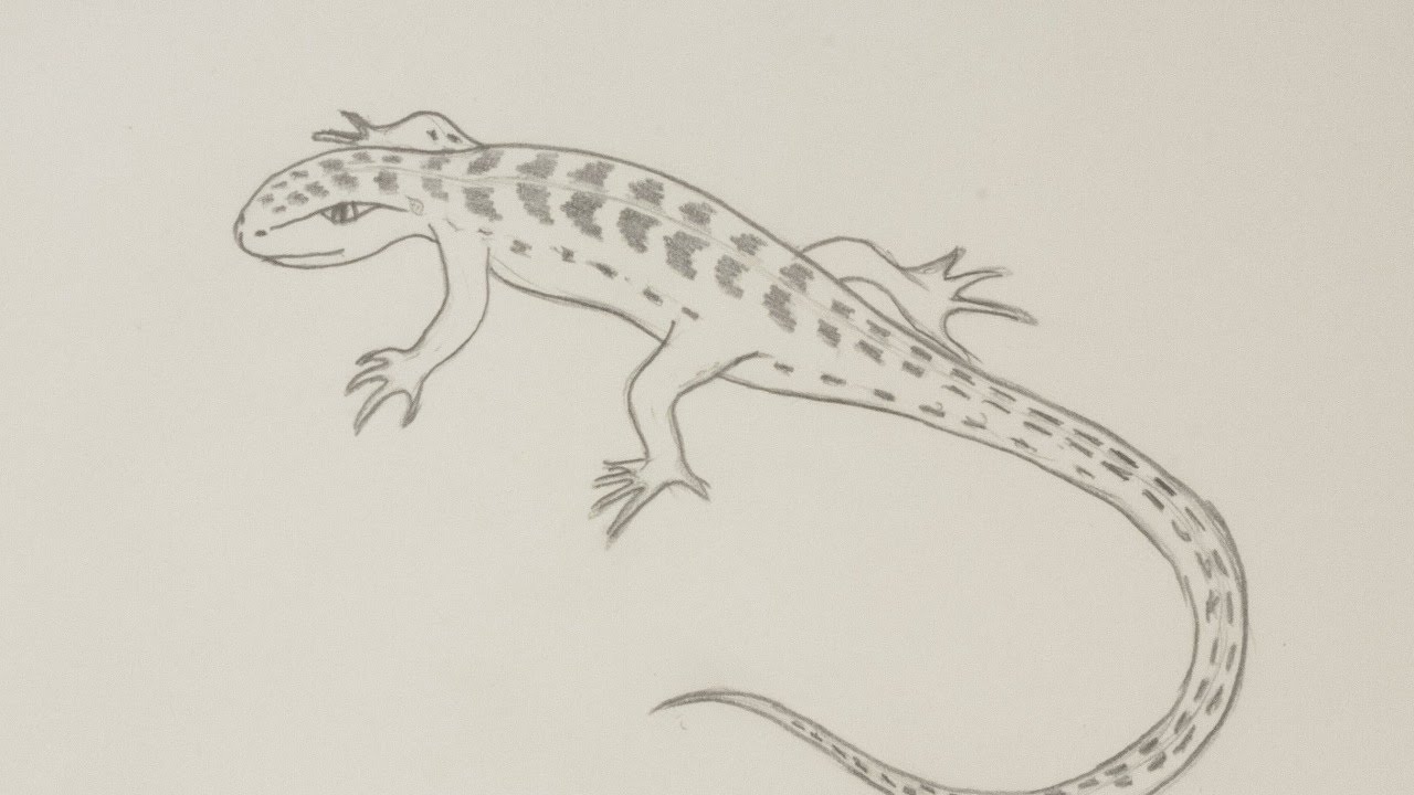 3D Lizard Pic Drawing