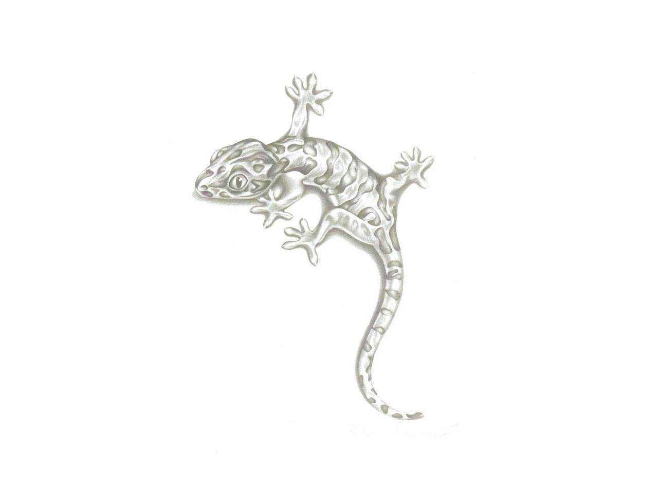 3D Lizard Sketch