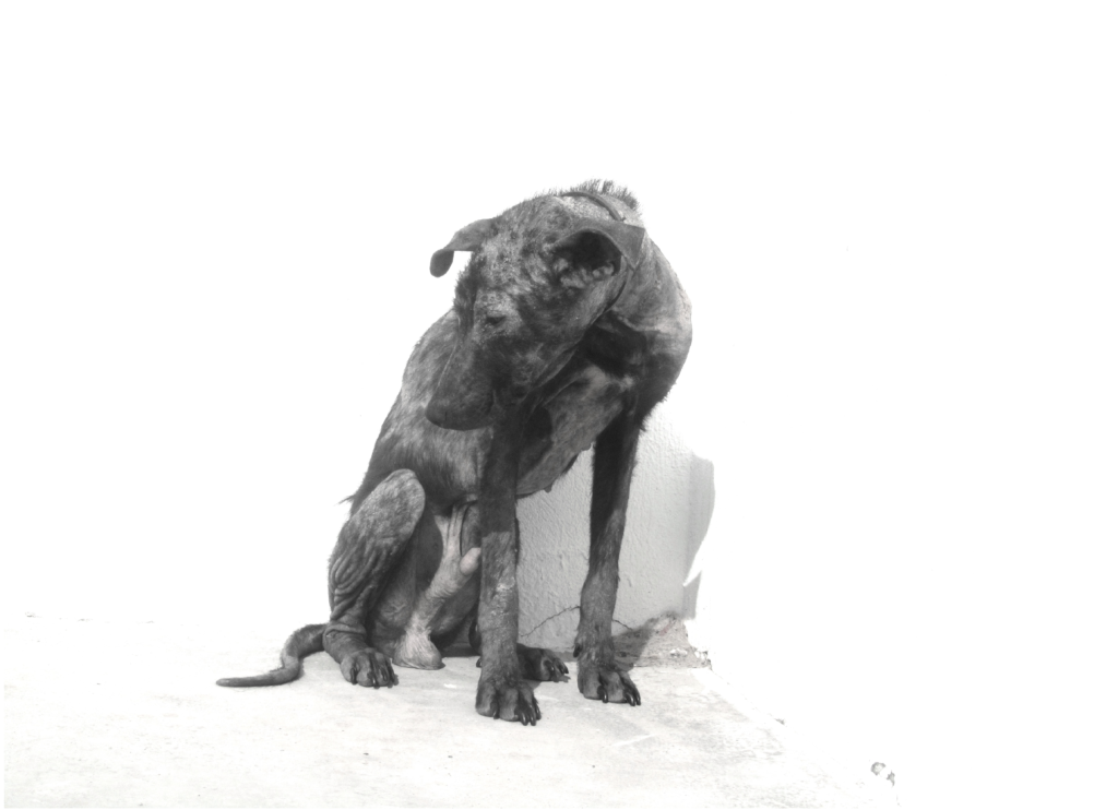 Abandoned Dog Image Drawing