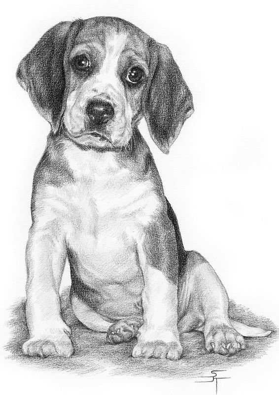 Abandoned Dog Photo Drawing