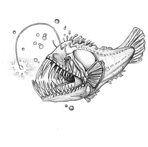 Anglerfish Amazing Drawing