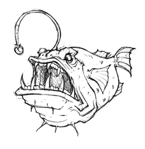 Anglerfish Picture Drawing