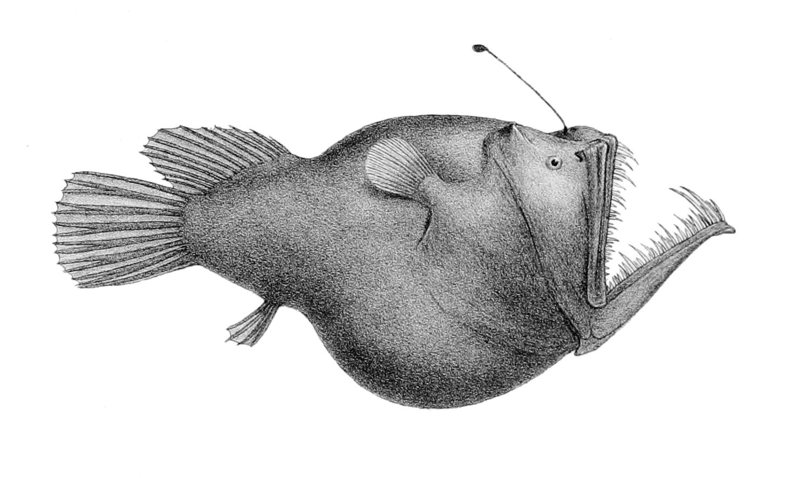 Anglerfish Realistic Drawing