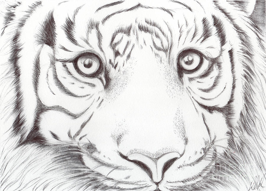 Animal Amazing Drawing - Drawing Skill