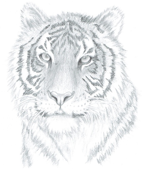 Animal Best Art - Drawing Skill