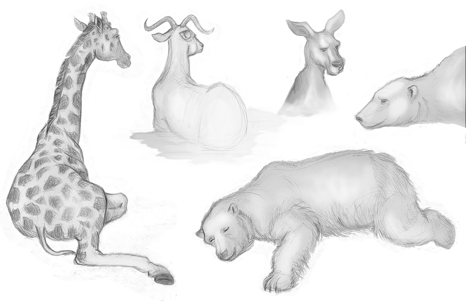 Animal Drawing Photo