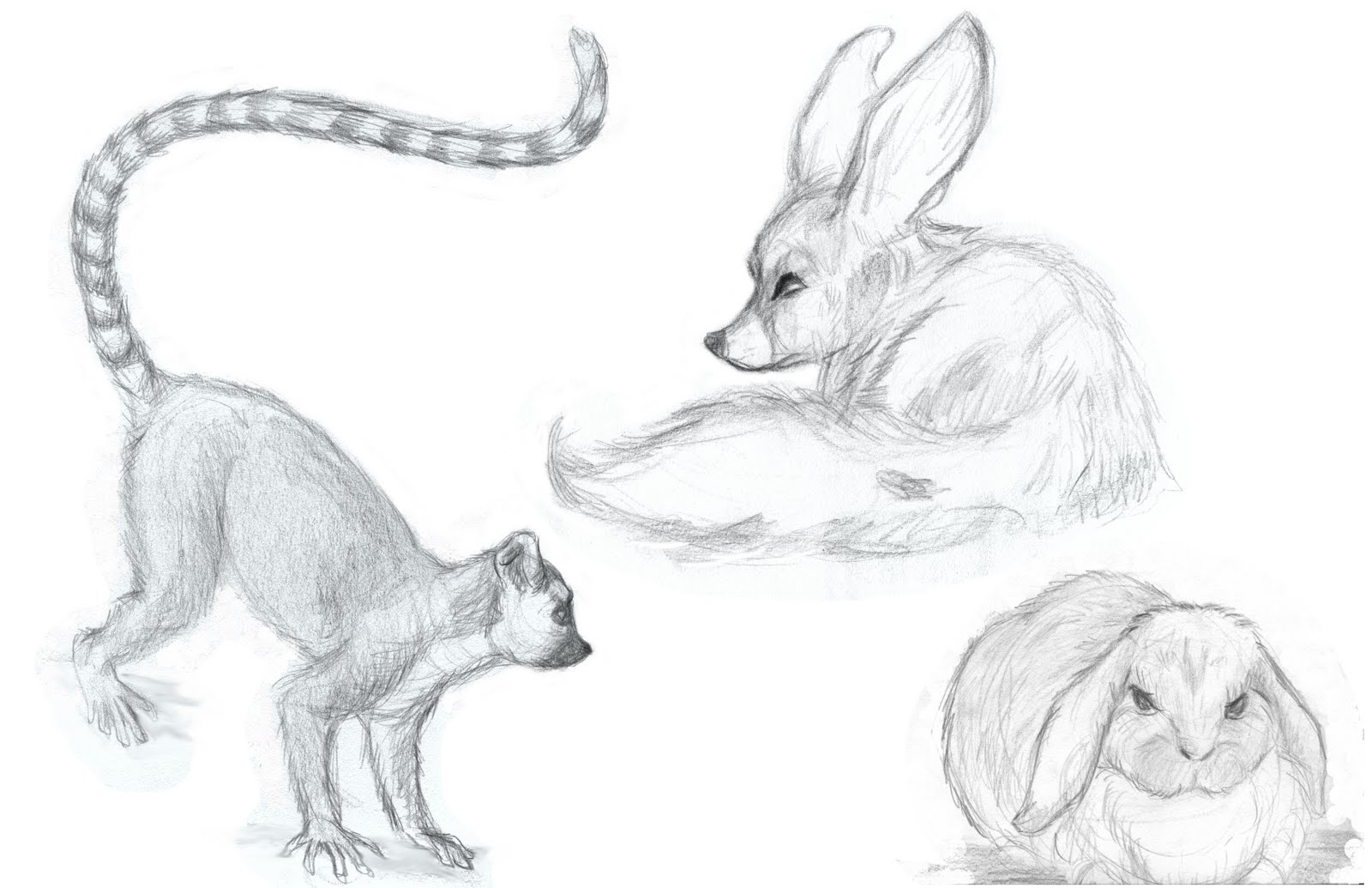 Animal High-Quality Drawing - Drawing Skill