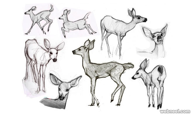 Animal Image Drawing