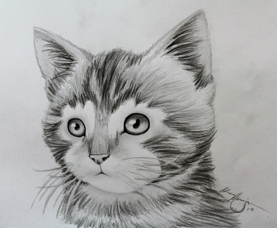 Animal Pic Drawing