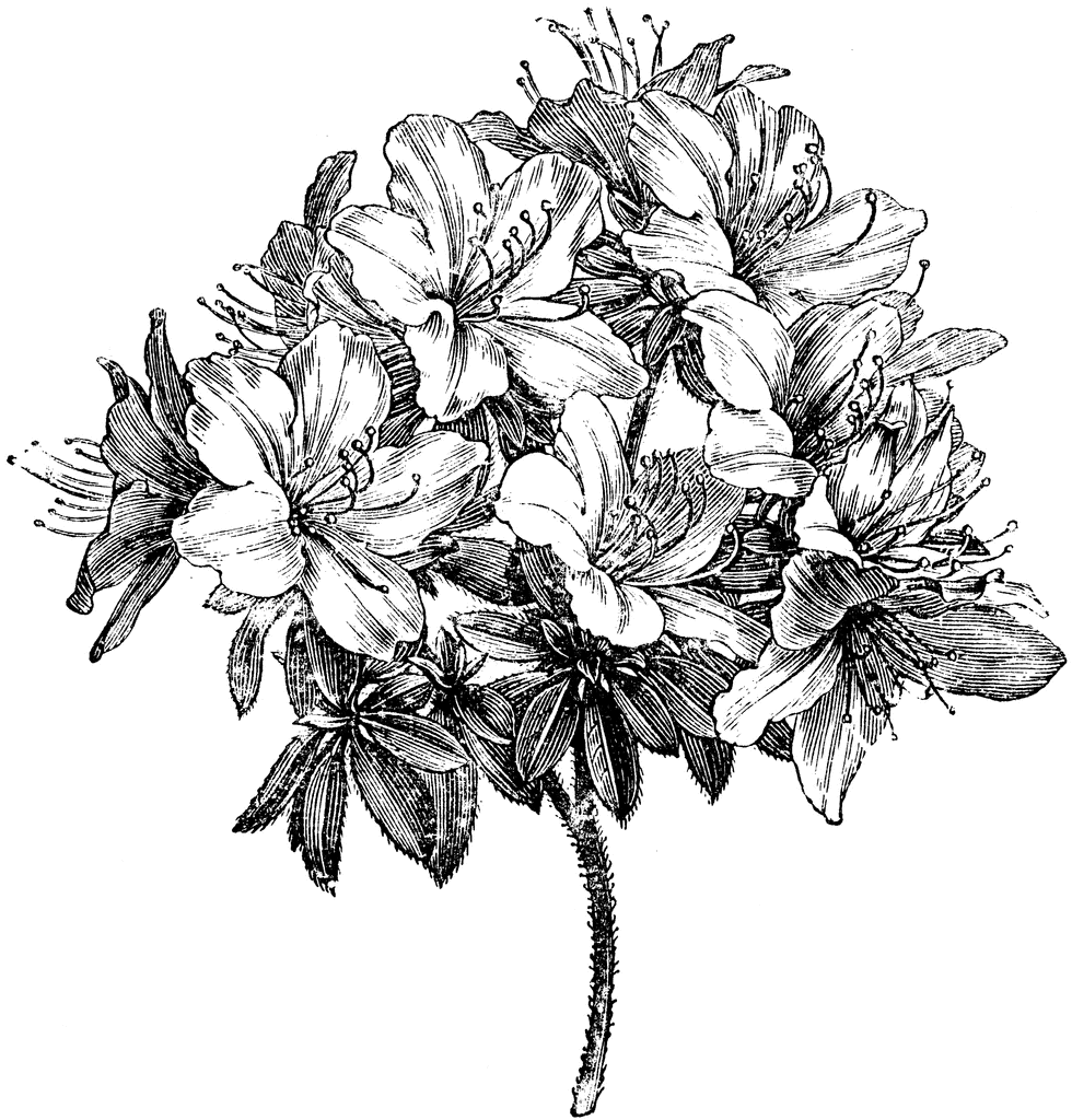Azalea Flower Drawing Pic