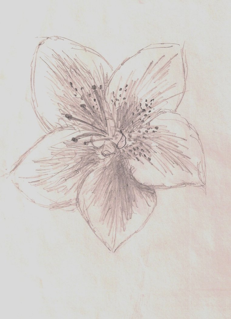 Azalea Flower Image Drawing
