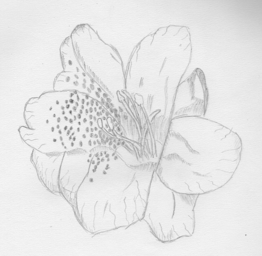 Azalea Flower Photo Drawing