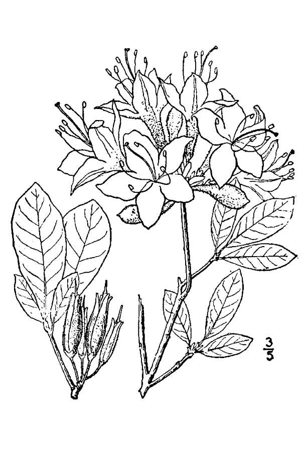 Azalea Flower Pic Drawing