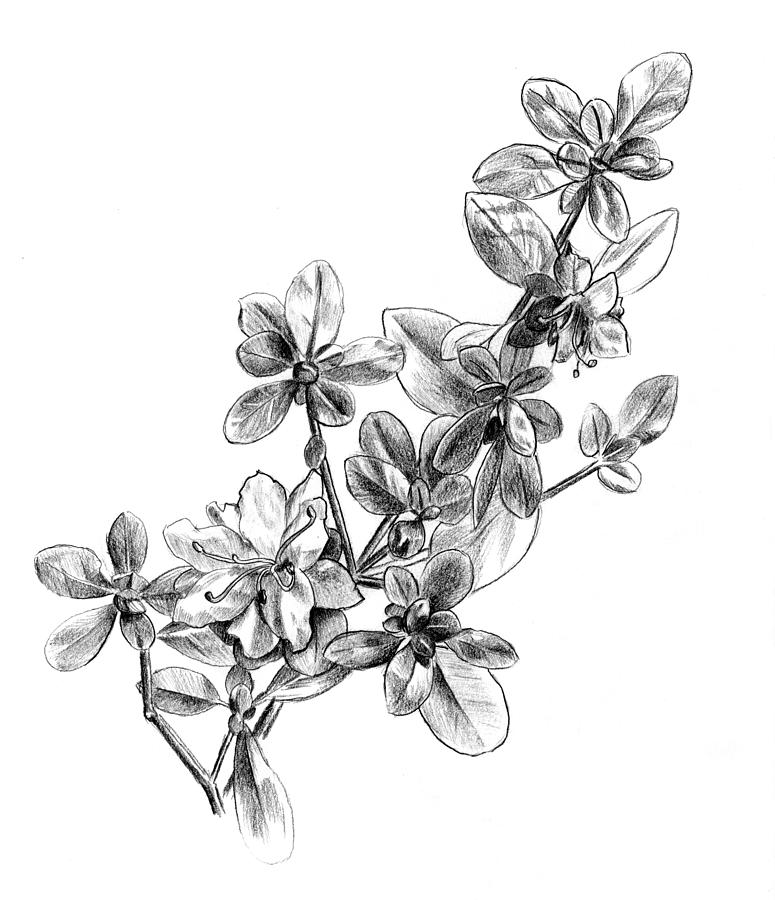 Azalea Flower Picture Drawing