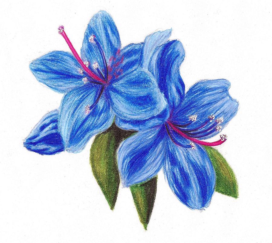 Azalea Flower Sketch