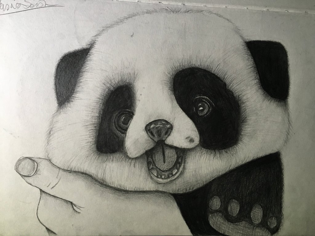 Baby Panda Image Drawing