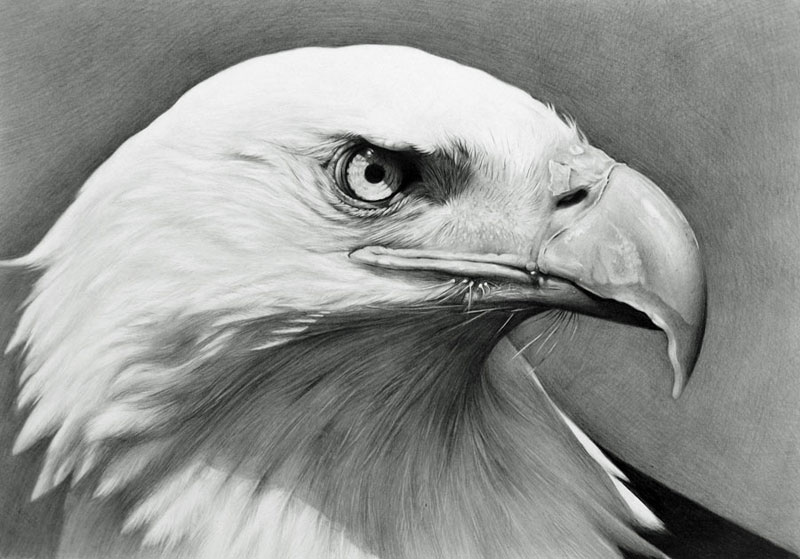 How to Draw a Bald Eagle  Online Art Lessons