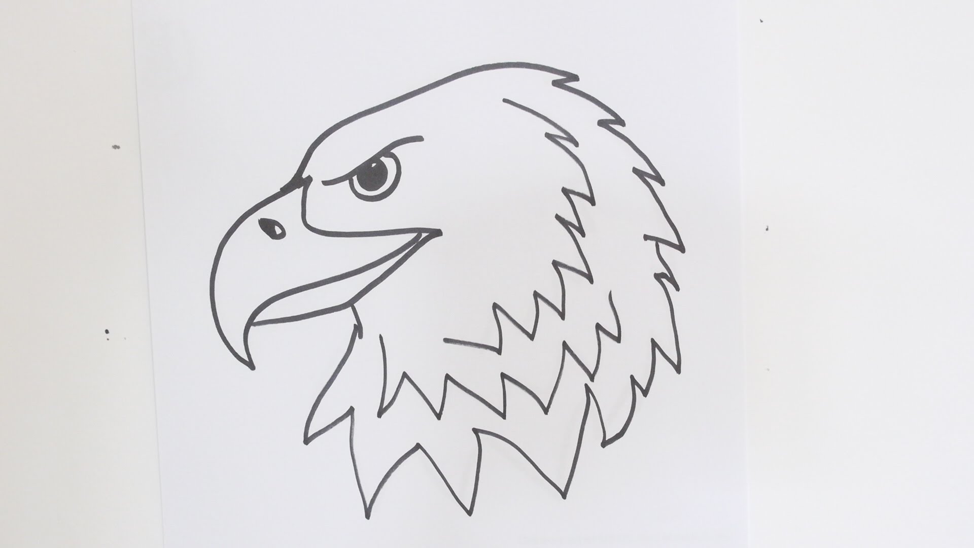Bald Eagle Beautiful Image Drawing