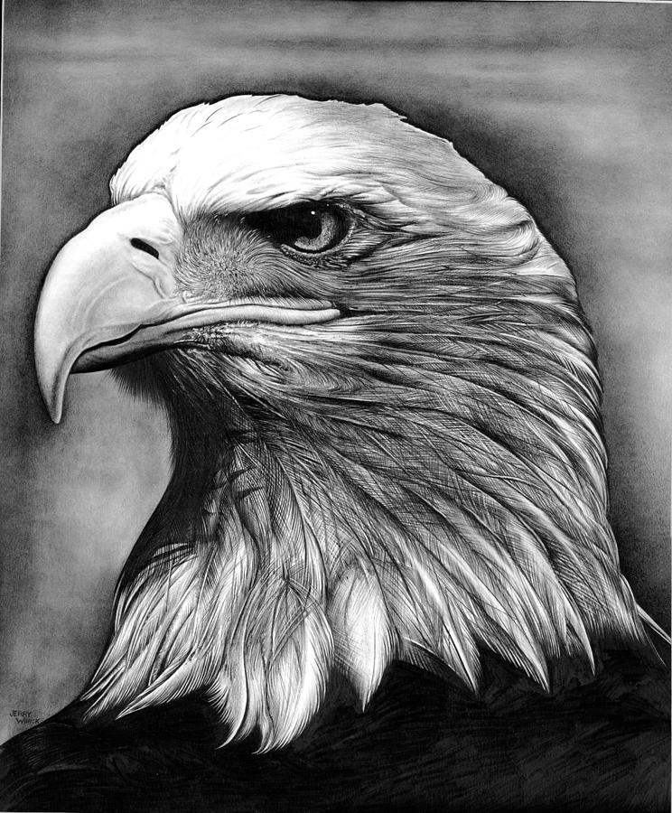 Bald Eagle Drawing Pic