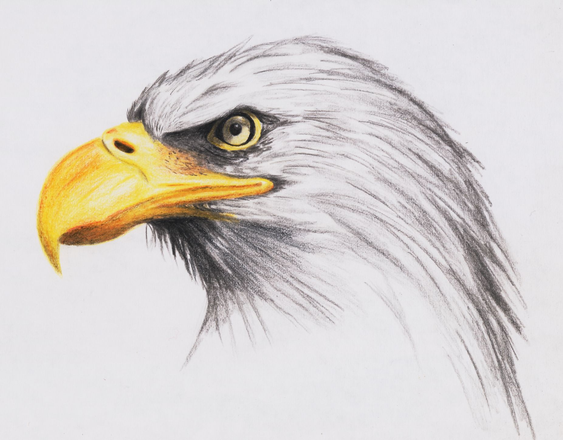 How to Draw an Eagle Head  YouTube