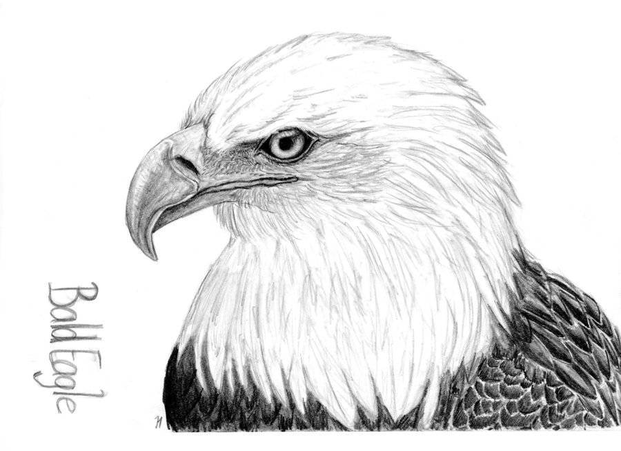 Bald Eagle Photo Drawing