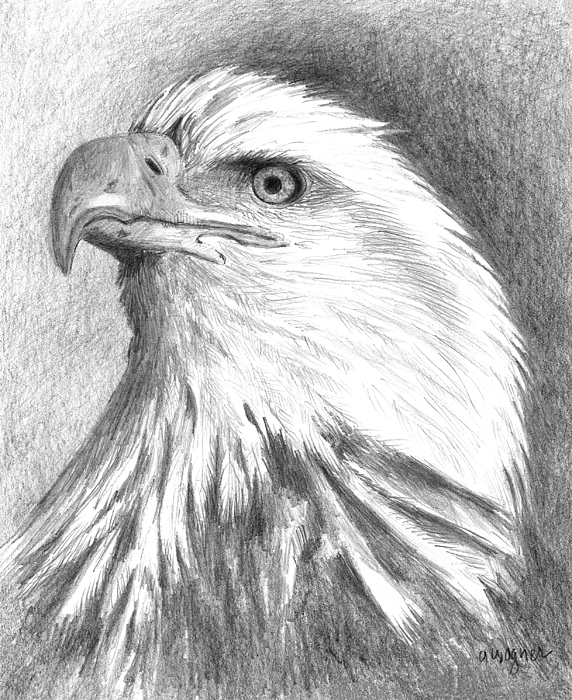 Bald Eagle Pic Drawing