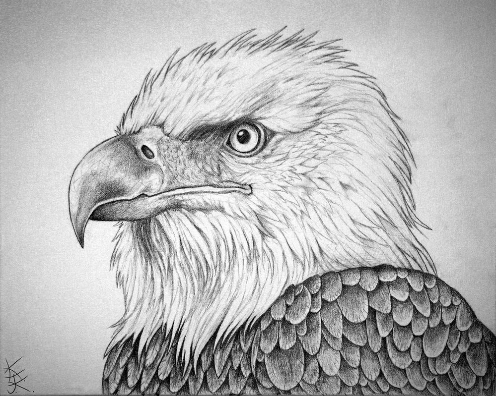 Bald Eagle Picture Drawing