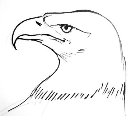 Bald Eagle Realistic Drawing