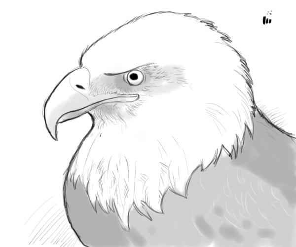 Bald Eagle Sketch